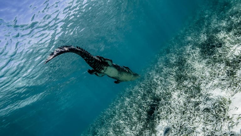 Daredevil Photographer Swam With Crocodiles and Took Amazing Images