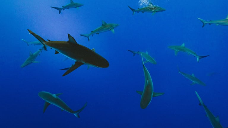 A Spear Fisherman Fights Off Sharks in This Epic First-Person Combat Footage