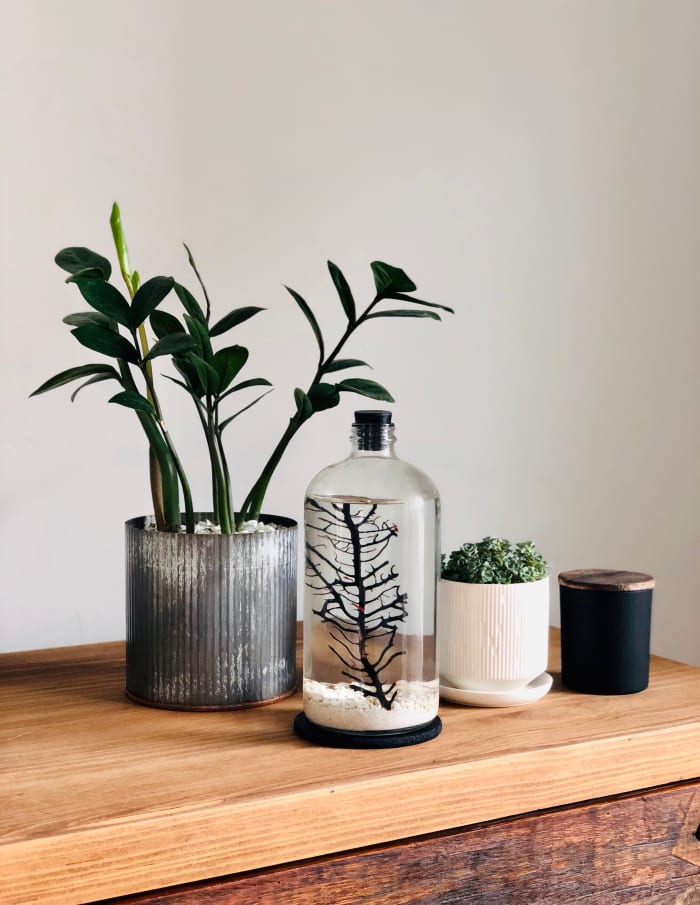 Bring Tropical Vibes Indoors With These Minimalist Bottles - Airows