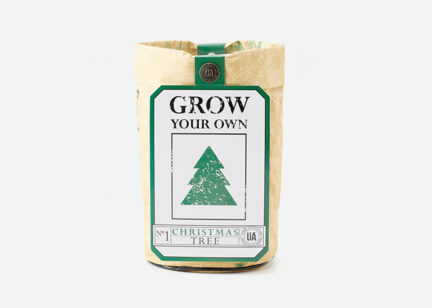 the-easiest-way-to-grow-your-own-christmas-tree-airows