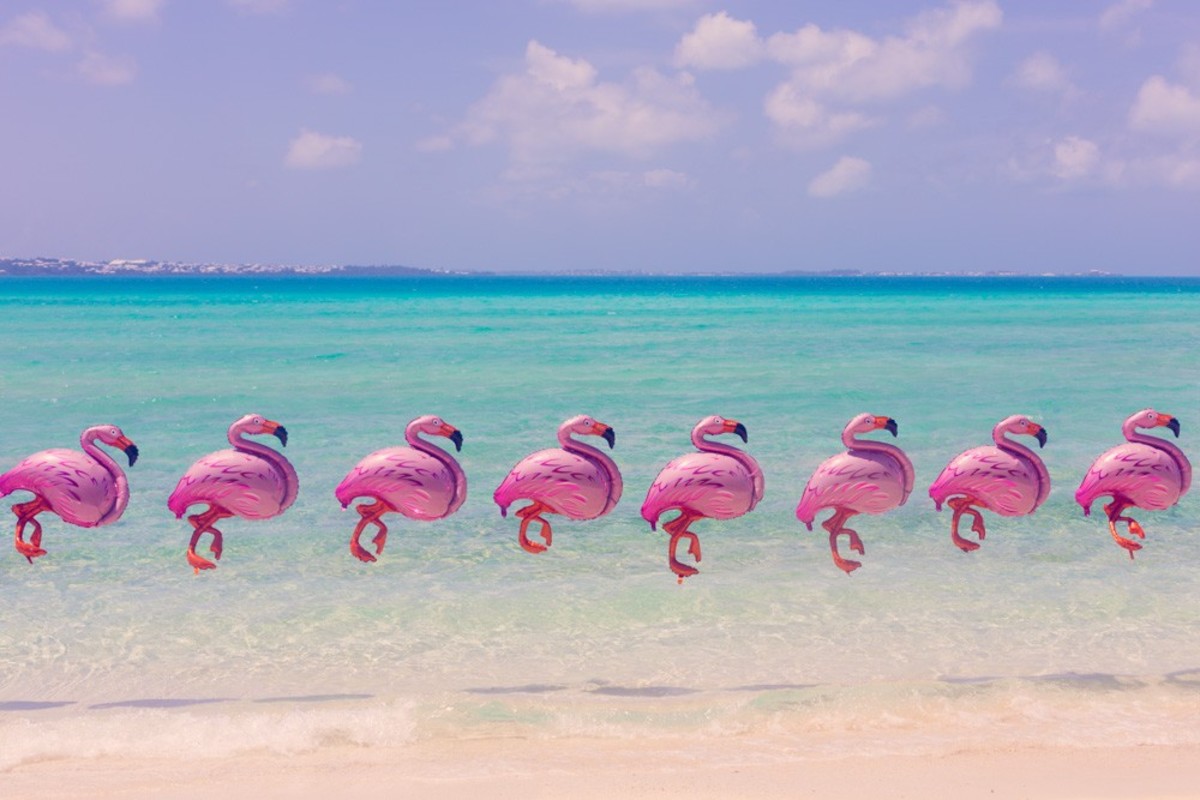 bermuda_flamingos_final_2